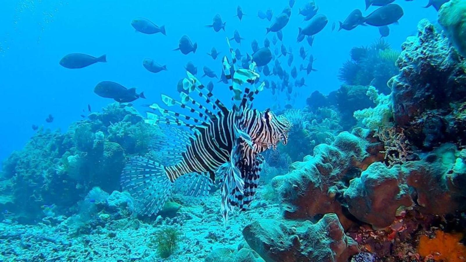 Sunia Loka Bungalows & Dive Center ペムテラン エクステリア 写真
